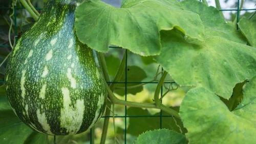 黑料吃瓜网apk普通安装 