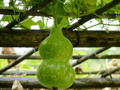 怎么样才能不当社畜:妻子的故事 